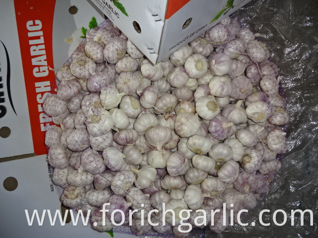 Fresh Normal Garlic